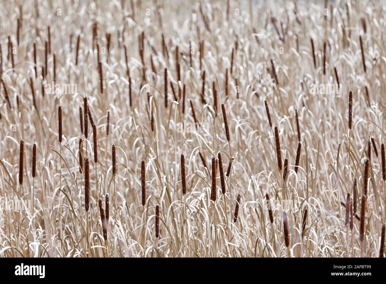 Sea of hundreds of reed-mace or cat-tails Stock Photo