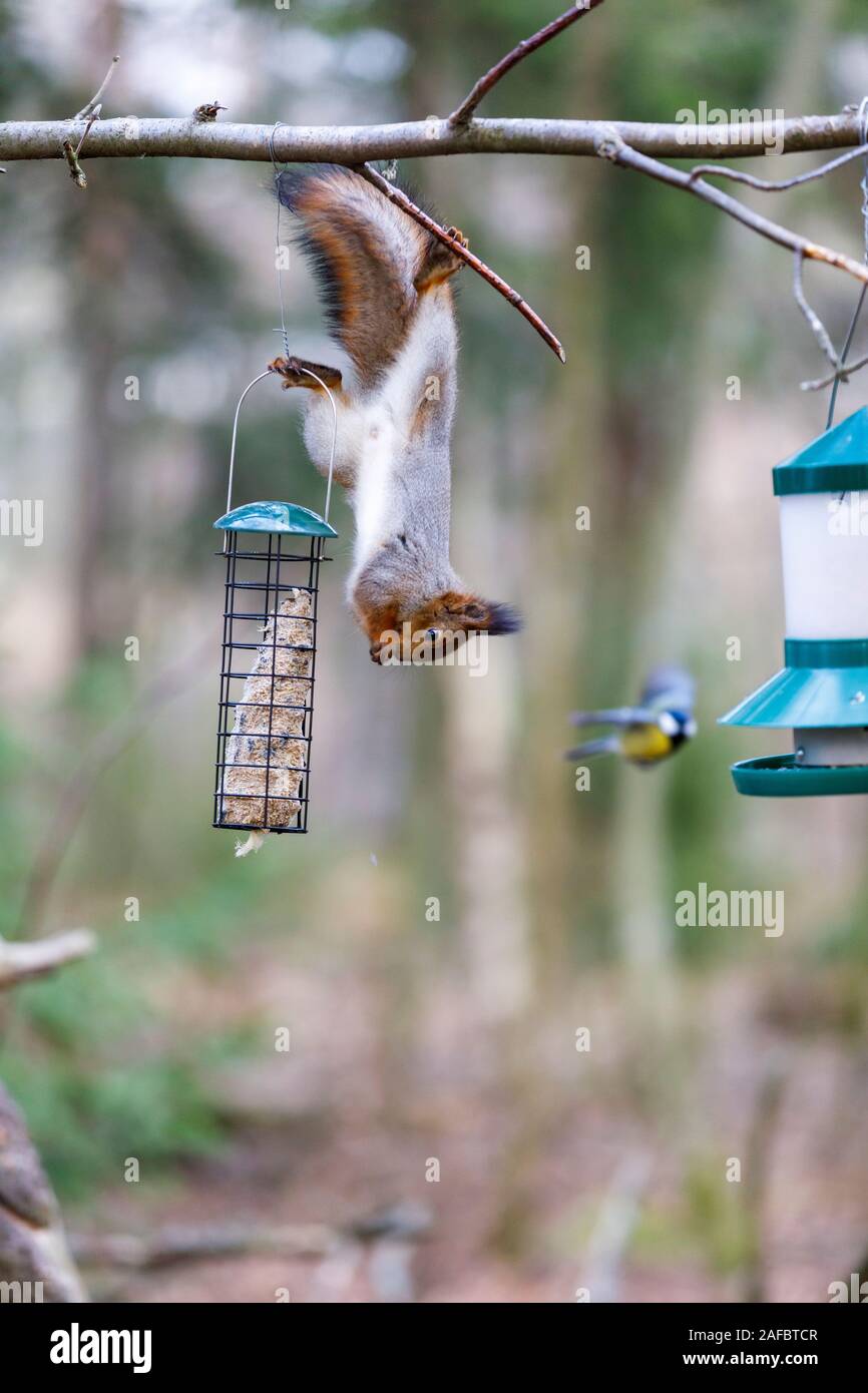 Squirrel steals bird food while a tit flies in the background Stock Photo