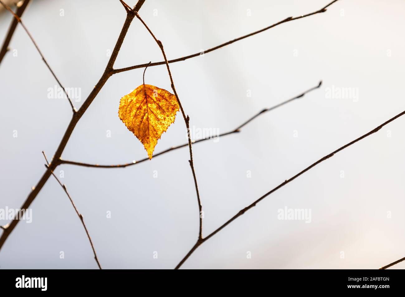 Closeup of dry golden tree leaf on a branch Stock Photo