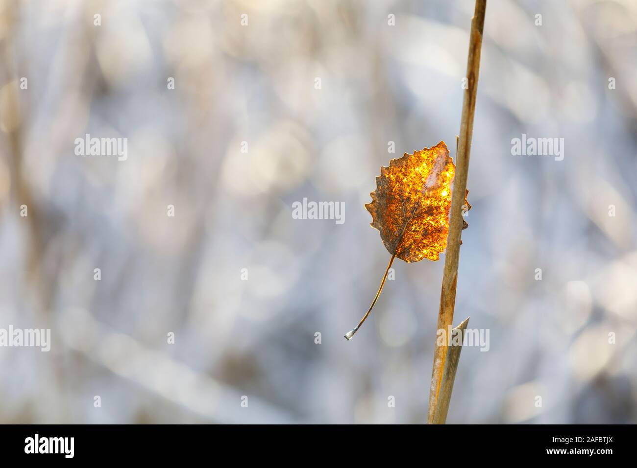 Closeup of dry golden tree leaf on a branch Stock Photo
