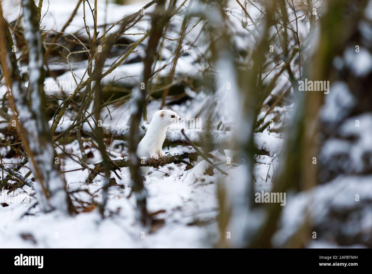 Small white least weasel between tree branches in snowy winter forest Stock Photo