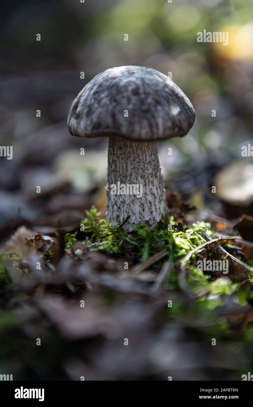 Single Young birch bolete (Leccinum scabrum) in the forest on the bokeh dreamy background Stock Photo