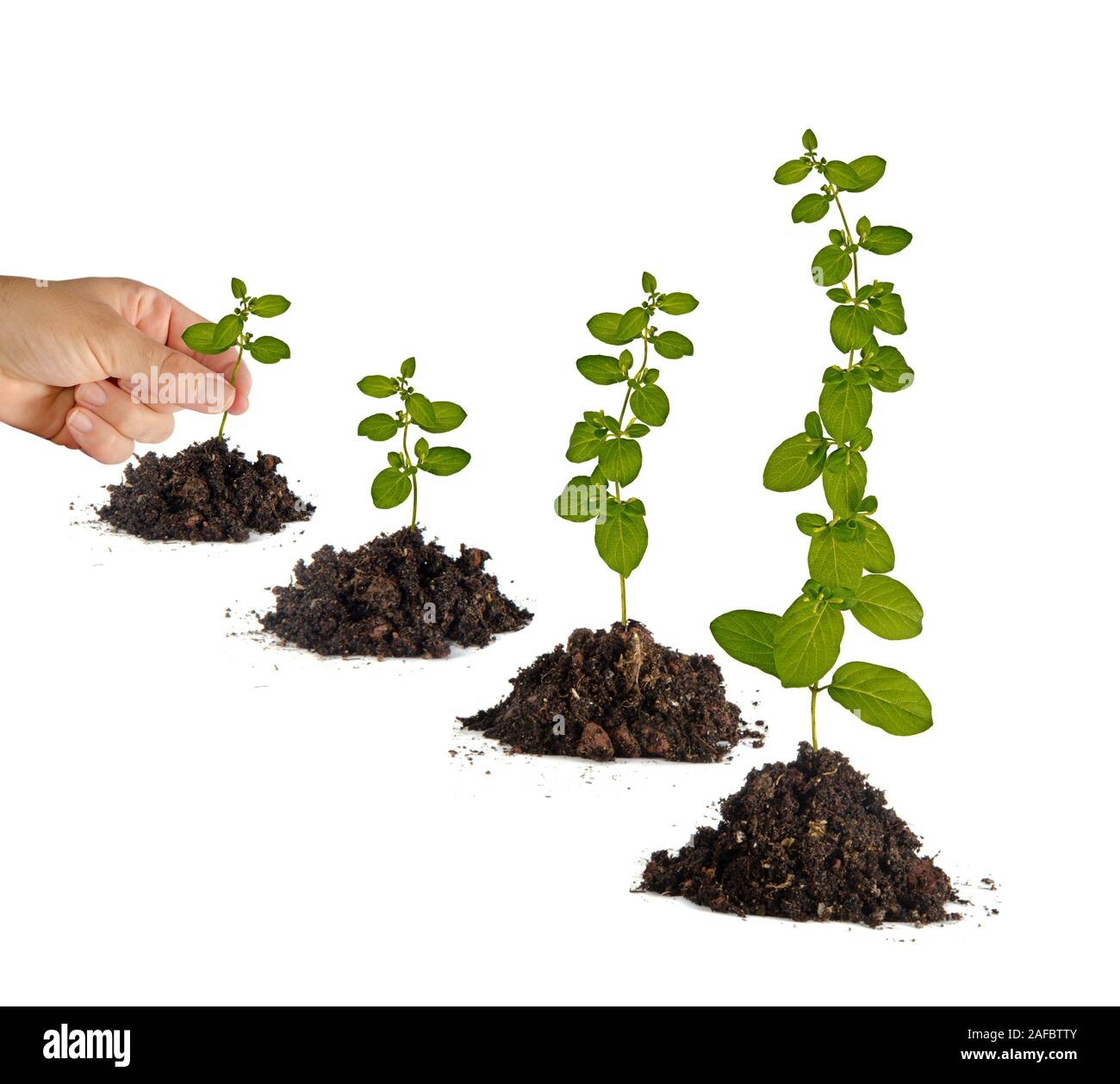 Planting a sapling Stock Photo Alamy