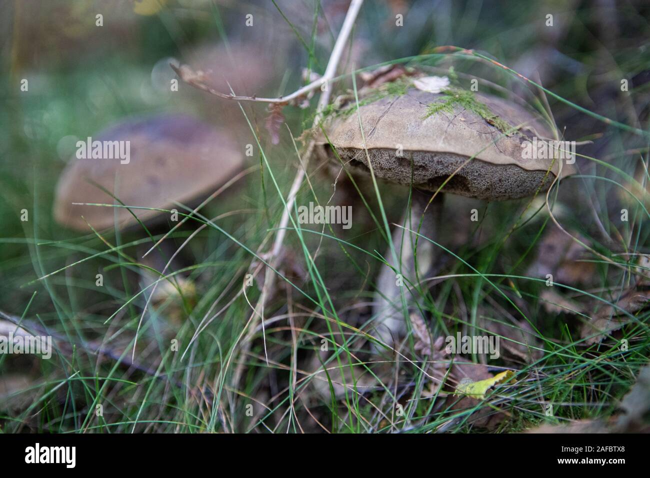 Two birch boletes (Leccinum scabrum) in the forest on the bokeh dreamy background Stock Photo