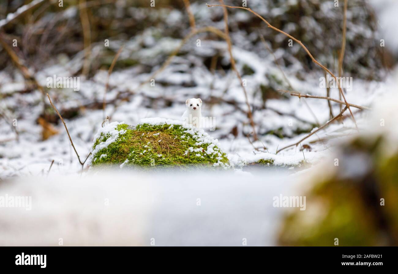 Weasel stares on a green mossy rock in snowy winter forest Stock Photo