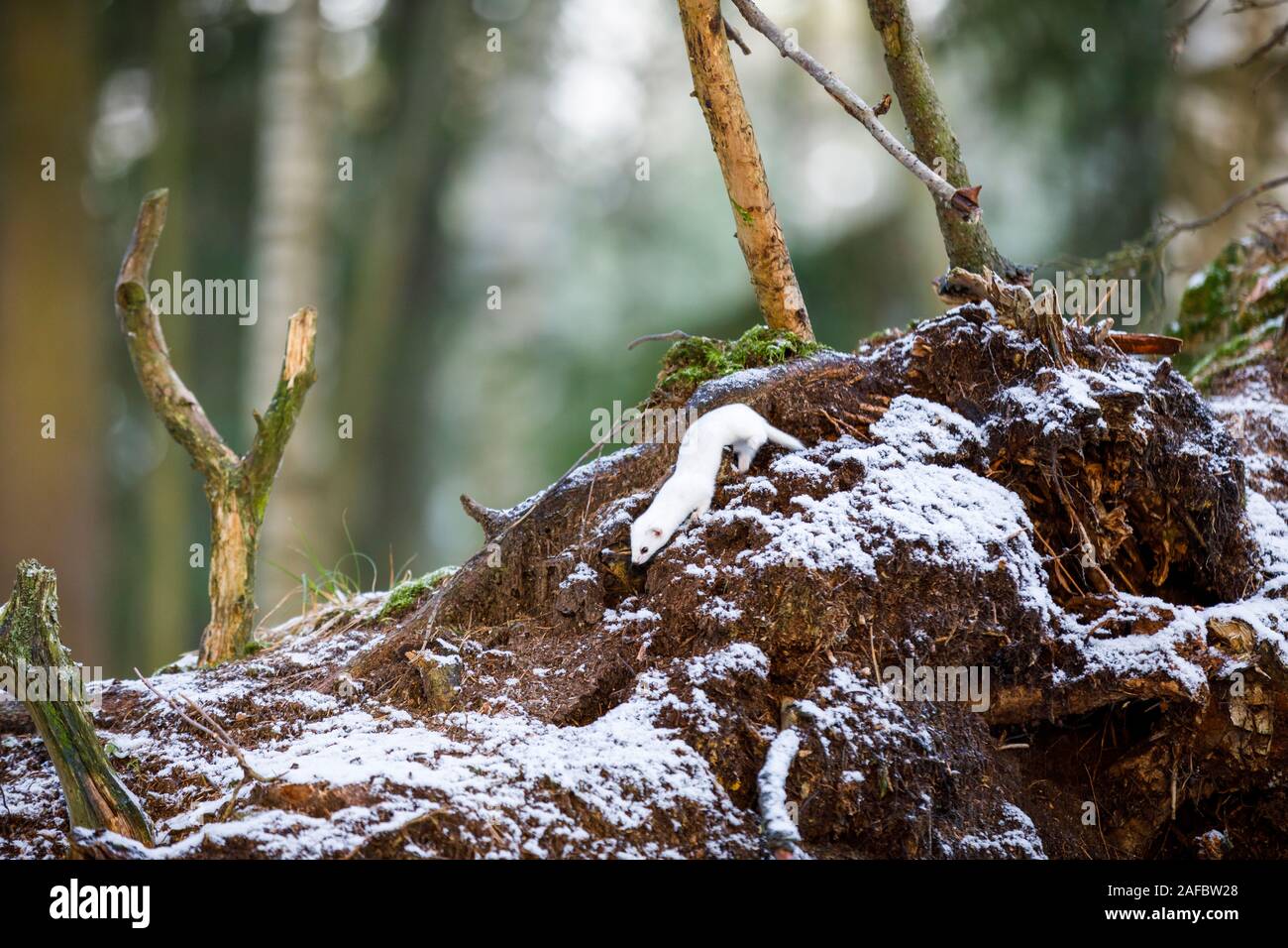 Small white least weasel on an old tree stump in winter forest Stock Photo