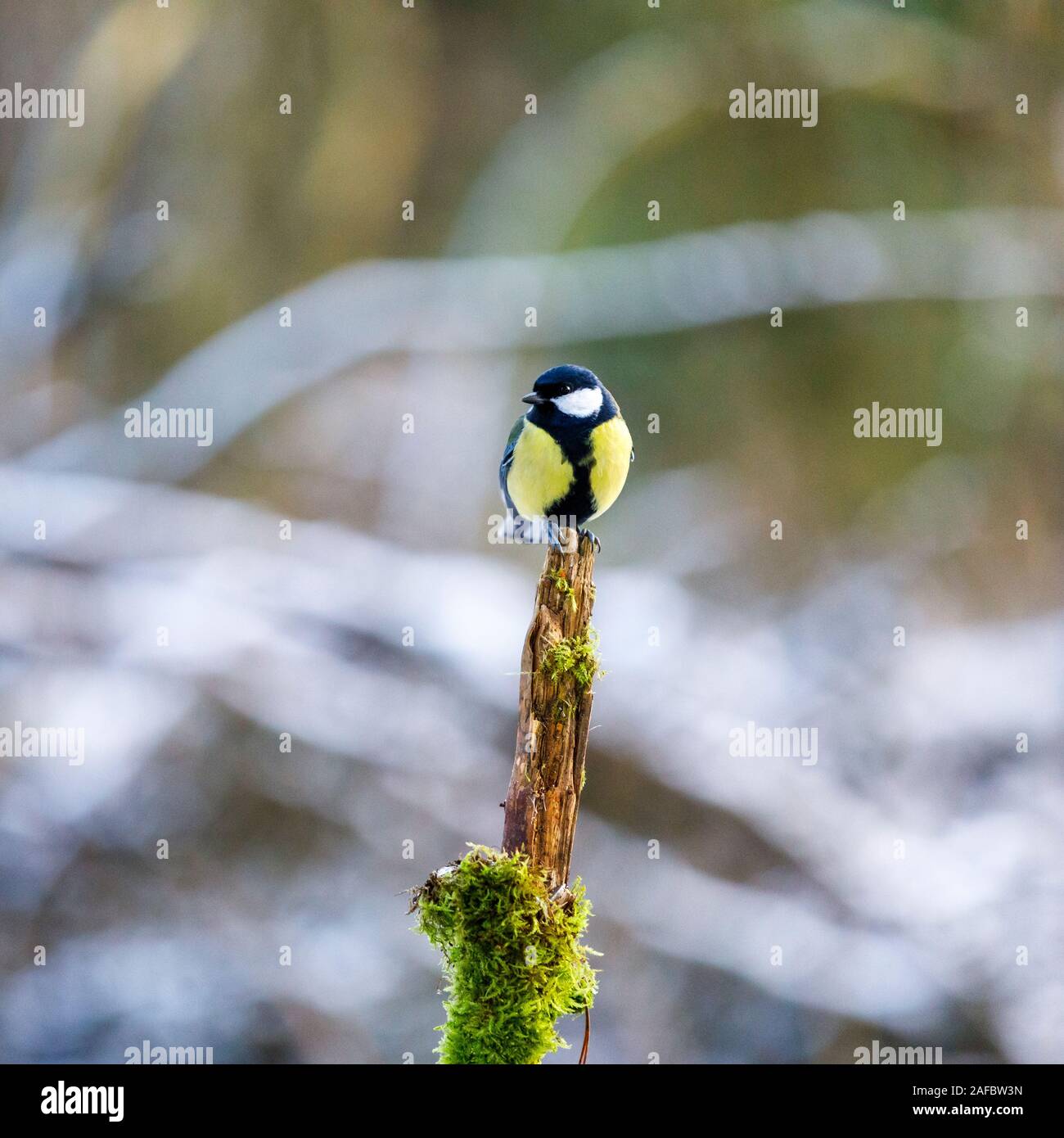 Fat yellow titmouse stand on top of an old tree branch partially covered with moss at winter Stock Photo