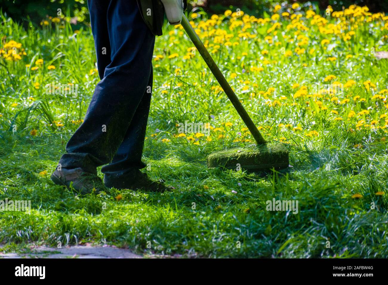 trimming dandelions and other weeds in the yard. an overgrown backyard clearing with brush cutter. springtime lawn care concept Stock Photo