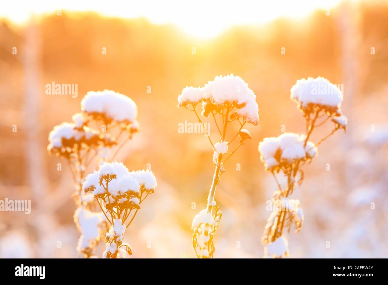 Closeup of plant tops under thick white snow pillow in a warming sunlight at winter Stock Photo