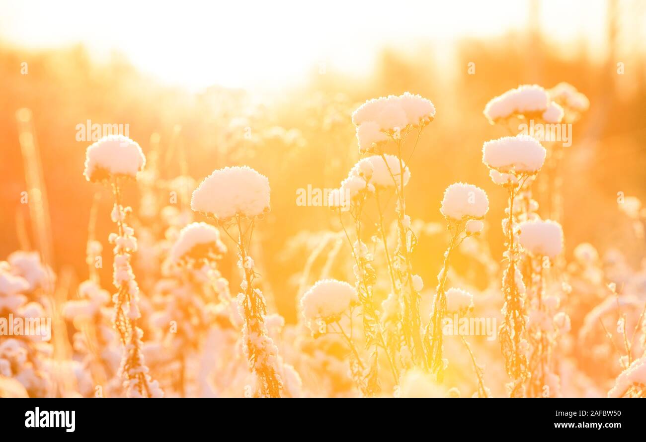 Closeup of plant tops under thick white snow pillow in a warming sunlight at winter Stock Photo