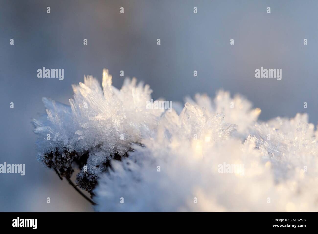 Closeuo of ice cristals on a plant at winter Stock Photo