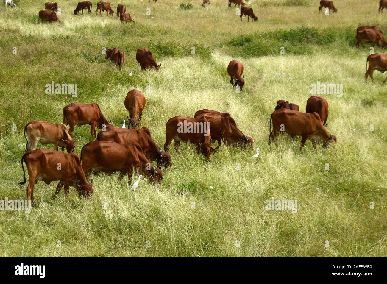 Ox in field grazing hi-res stock photography and images - Alamy