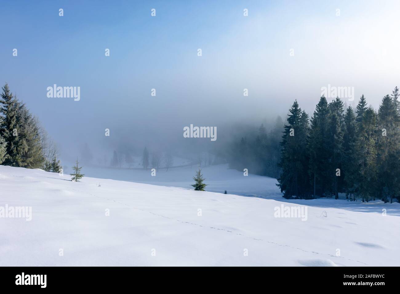 winter landscape at sunrise. spruce forest on a snow covered hill in fog. sunny weather with blue sky Stock Photo