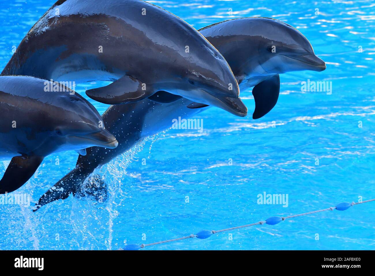 Dolphins jumping out of the water during a dolphin show Stock Photo Alamy