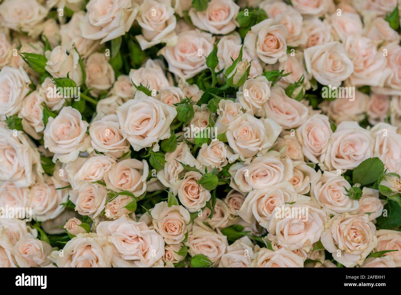 Baige Roses Beige roses background. White roses horizontal seamless pattern. White ...