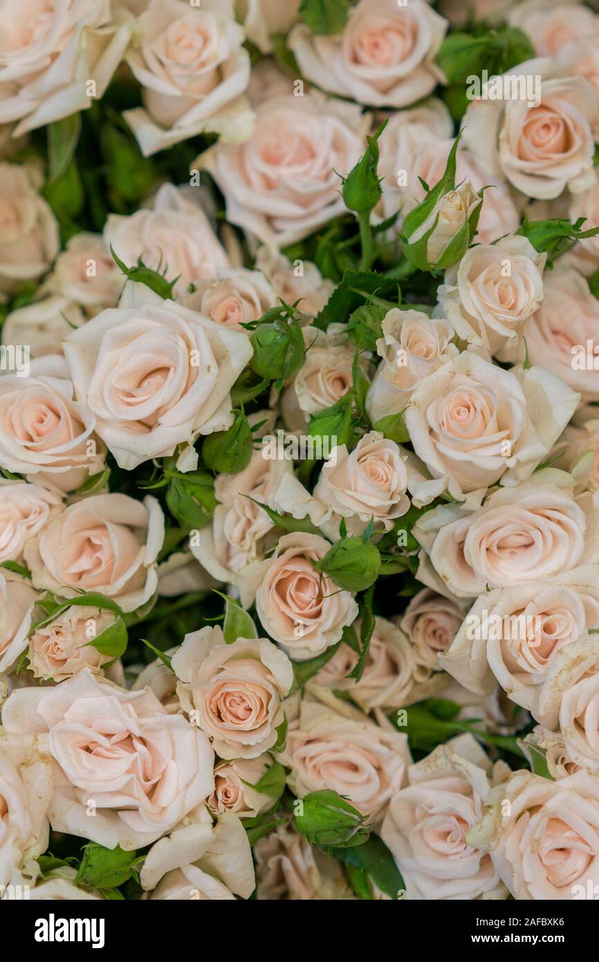Beige roses background. White roses horizontal seamless pattern. White ...