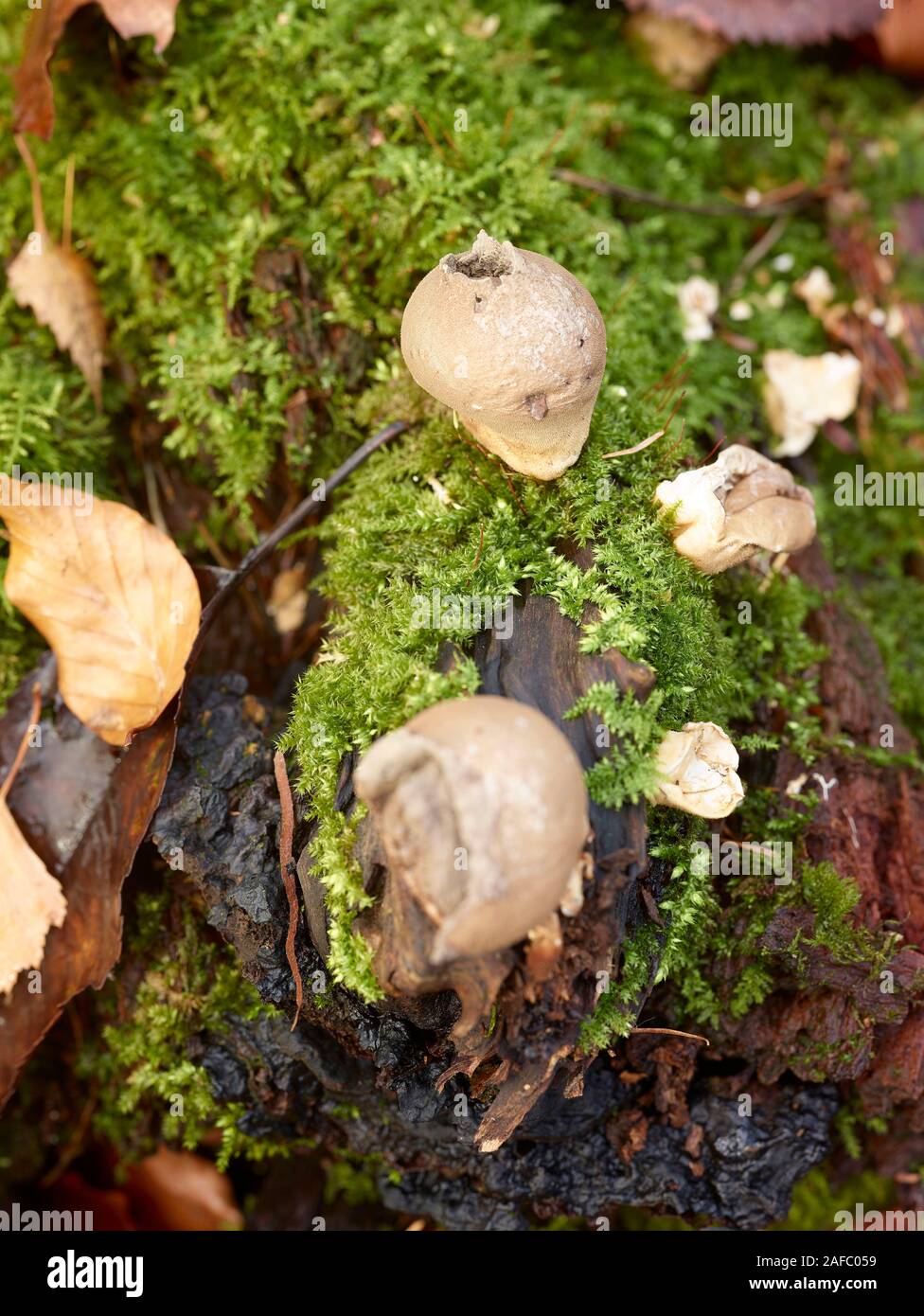Close up nature portrait of puffball fungi, Selsdon Wood, England, United Kingdom, Europe Stock Photo