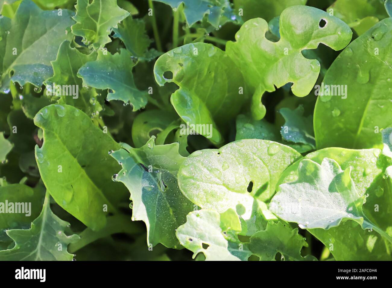 Closeup of mixed baby lettuce greens with water droplets Stock Photo