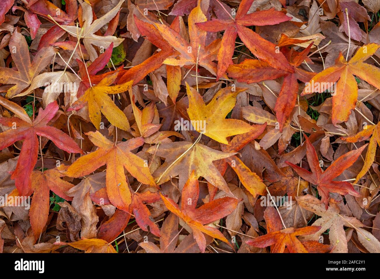 Liquidambar tree leaves. Autumn background. Stock Photo