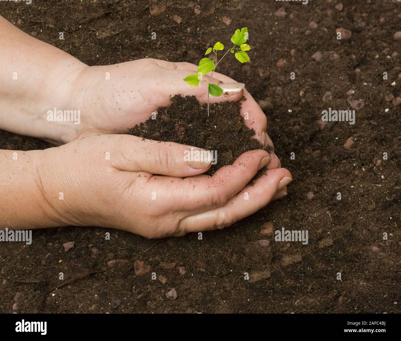 Planting a sapling Stock Photo Alamy