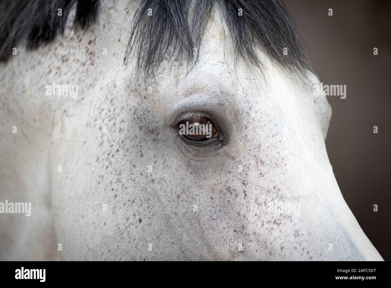 White horse with black mane closeup Stock Photo