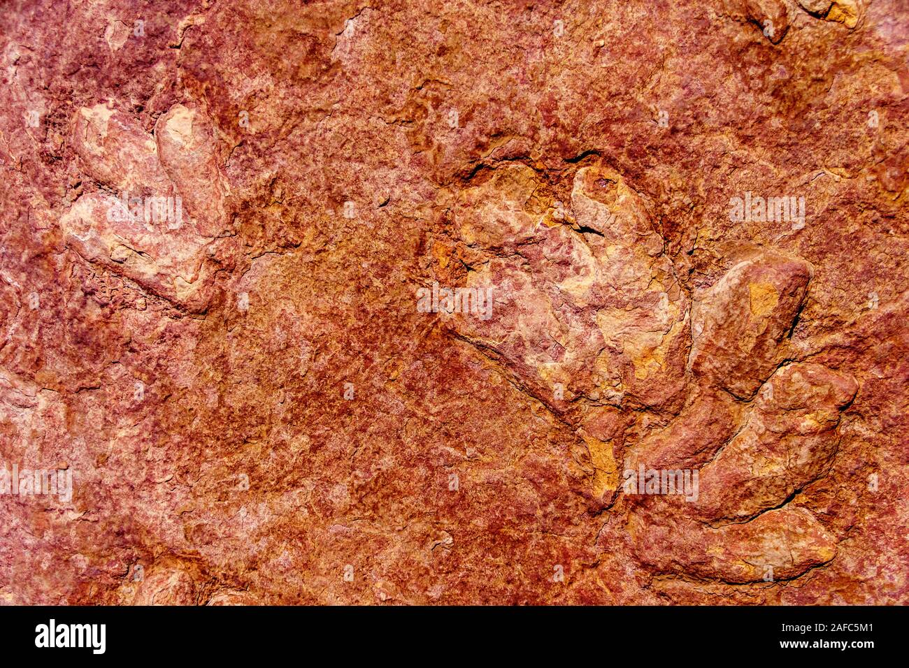 Dinosaur Footprints at the Glenn Canyon Dam near Page, Arizona, USA Stock Photo