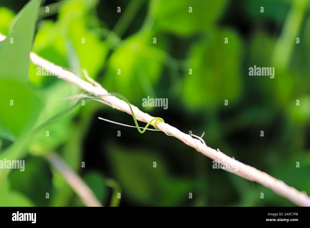 A pea vine curling around a string Stock Photo