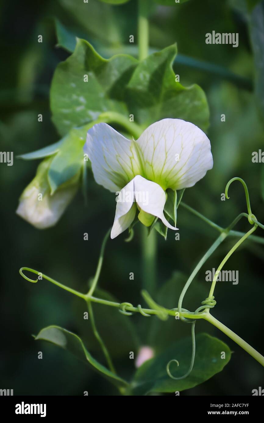 Closeup of a pea blossom above twisting tendrils Stock Photo