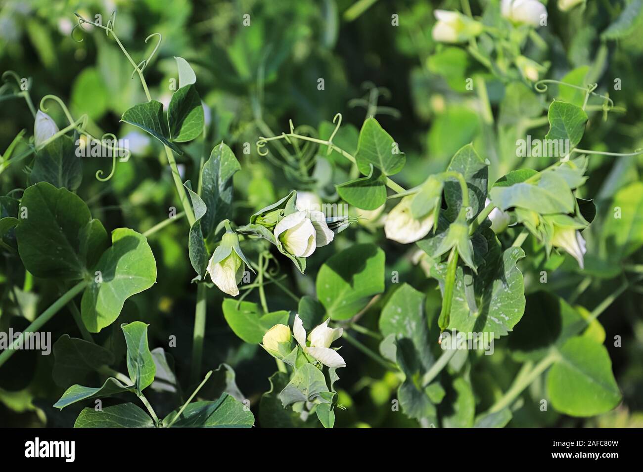 Various pea flowers growing in the spring garden Stock Photo