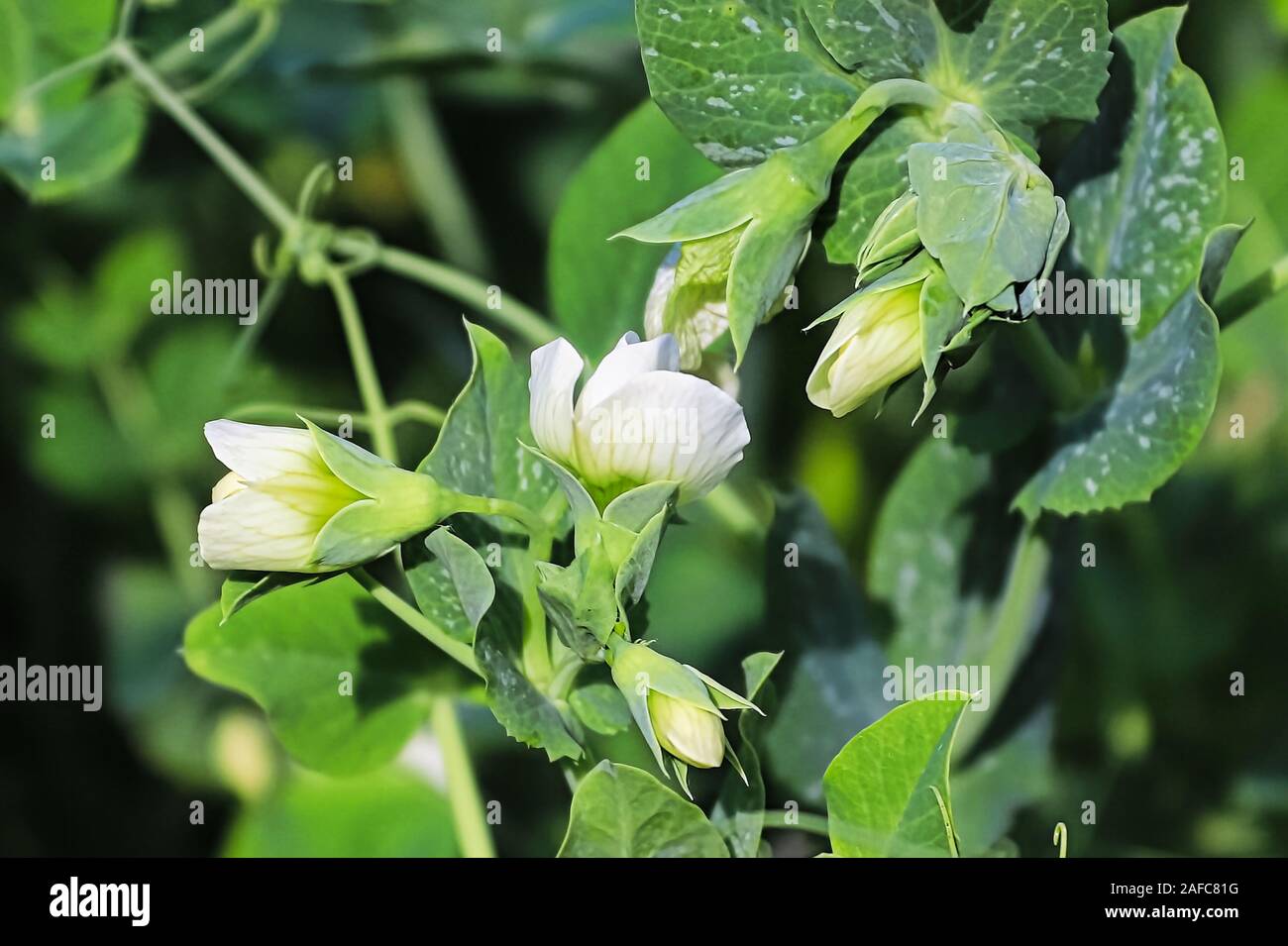 Detailed view of pea flowers growing on a plant Stock Photo