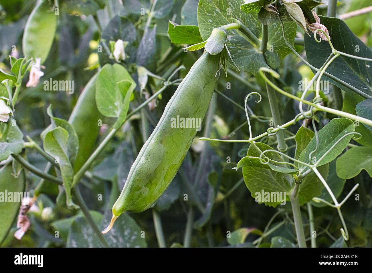 Closeup of a pea pod growing on a vine Stock Photo