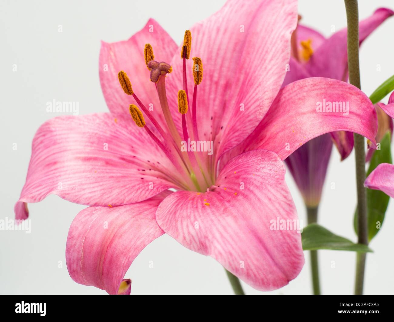 Pink lilium hires stock photography and images Alamy