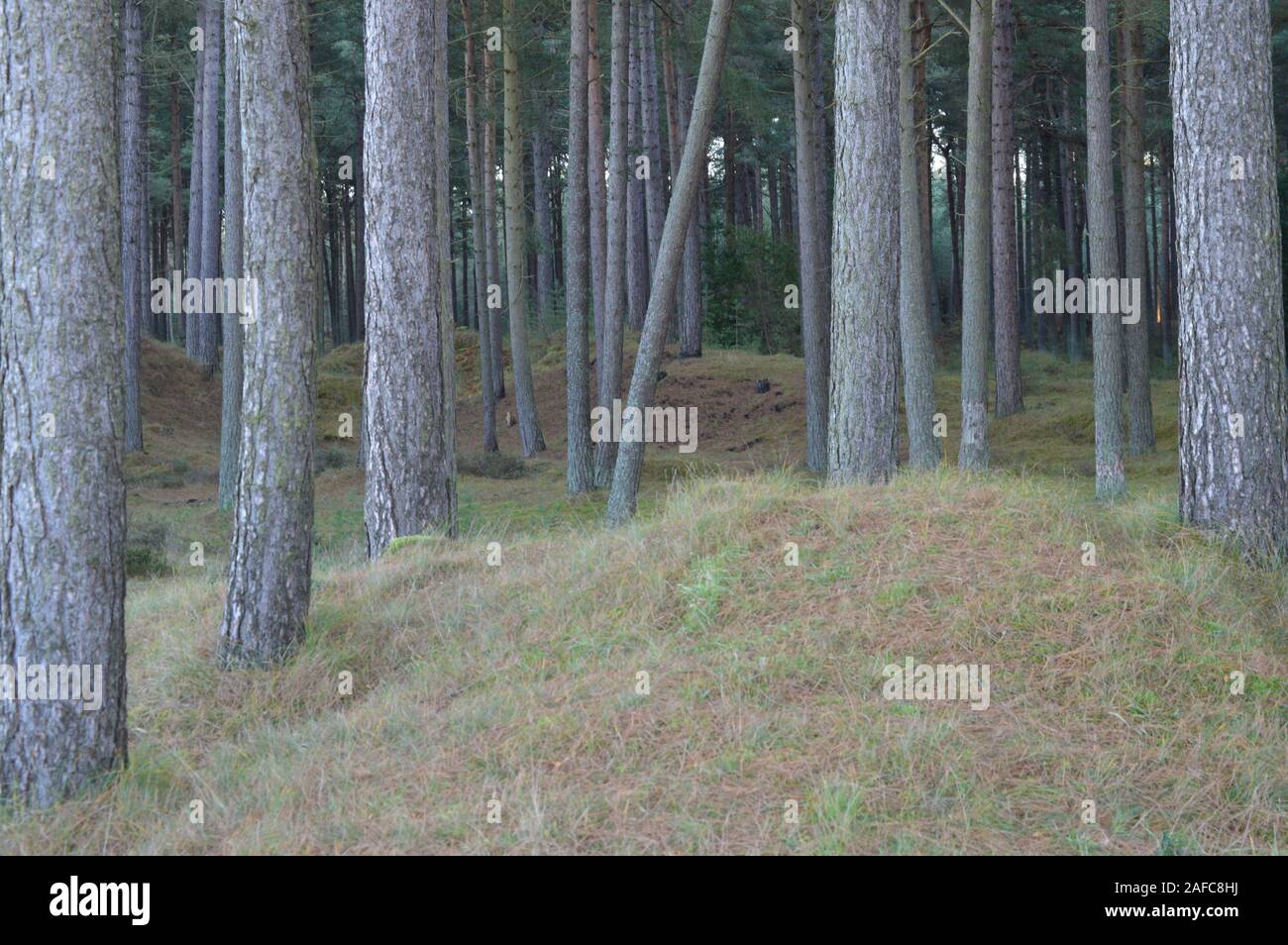 Tay estuary forest hi-res stock photography and images - Alamy