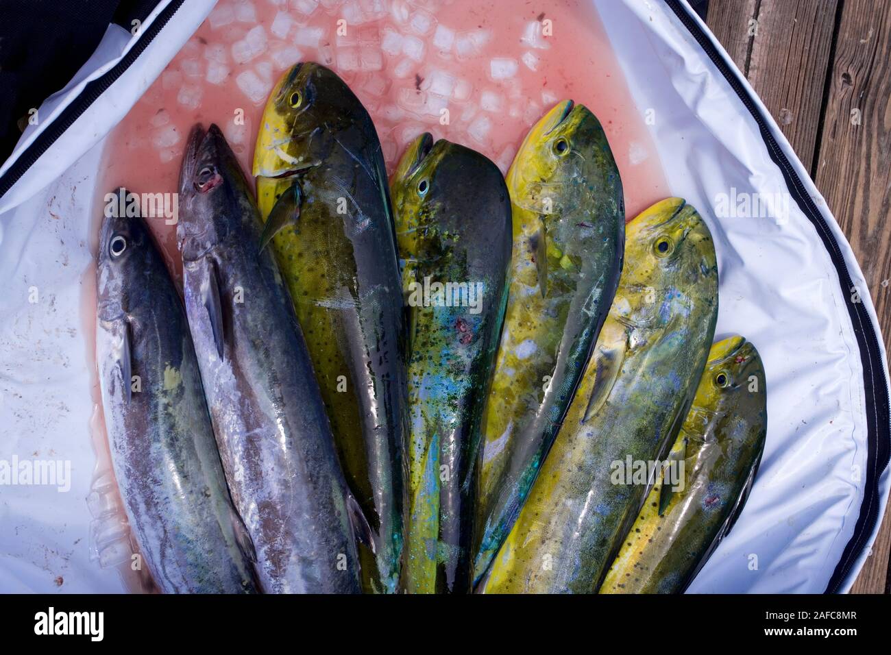 Mahi mahi and king mackerel fish in Florida, USA. Stock Photo