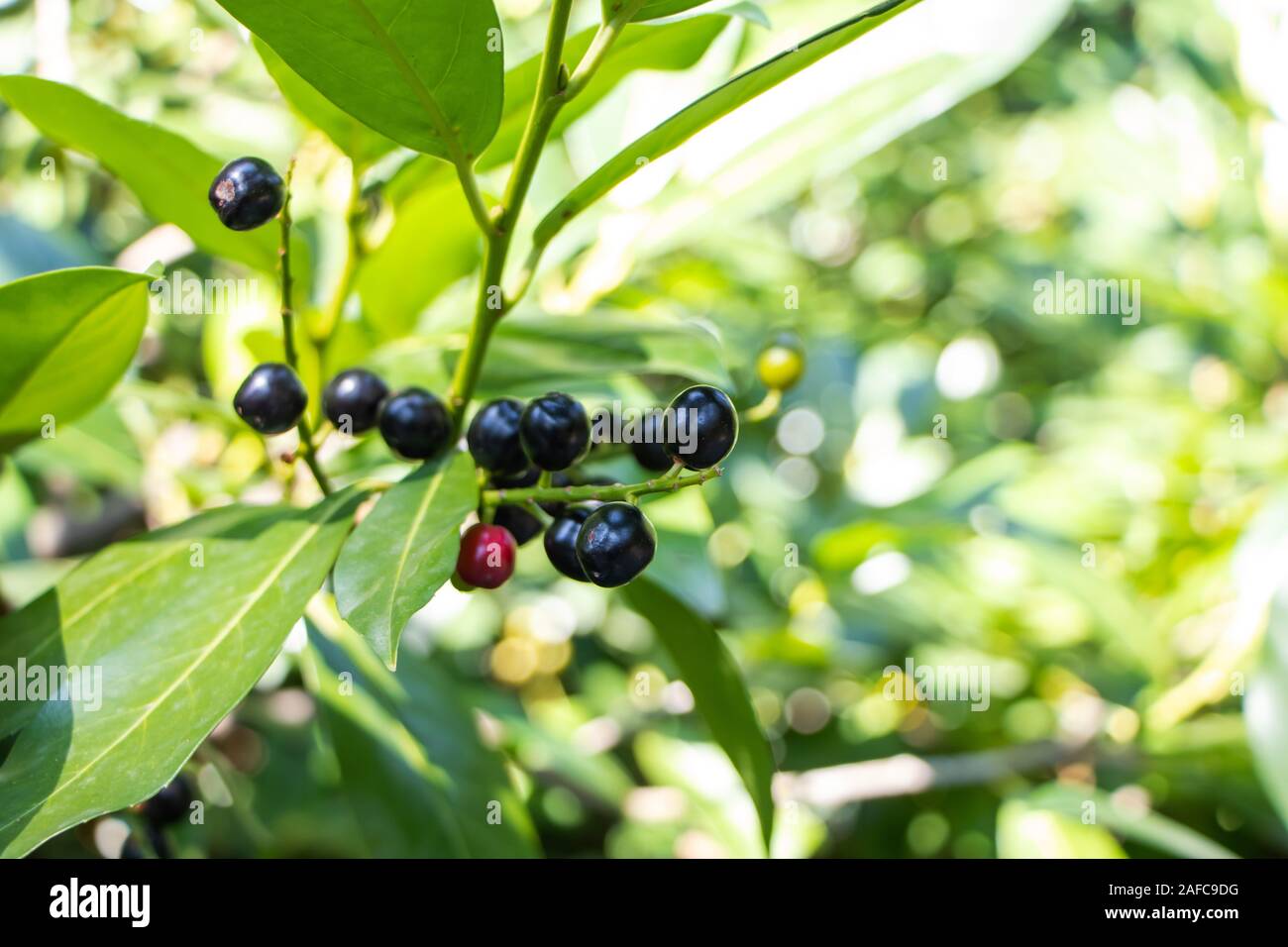 Laurel Fruit High Resolution Stock Photography And Images Alamy