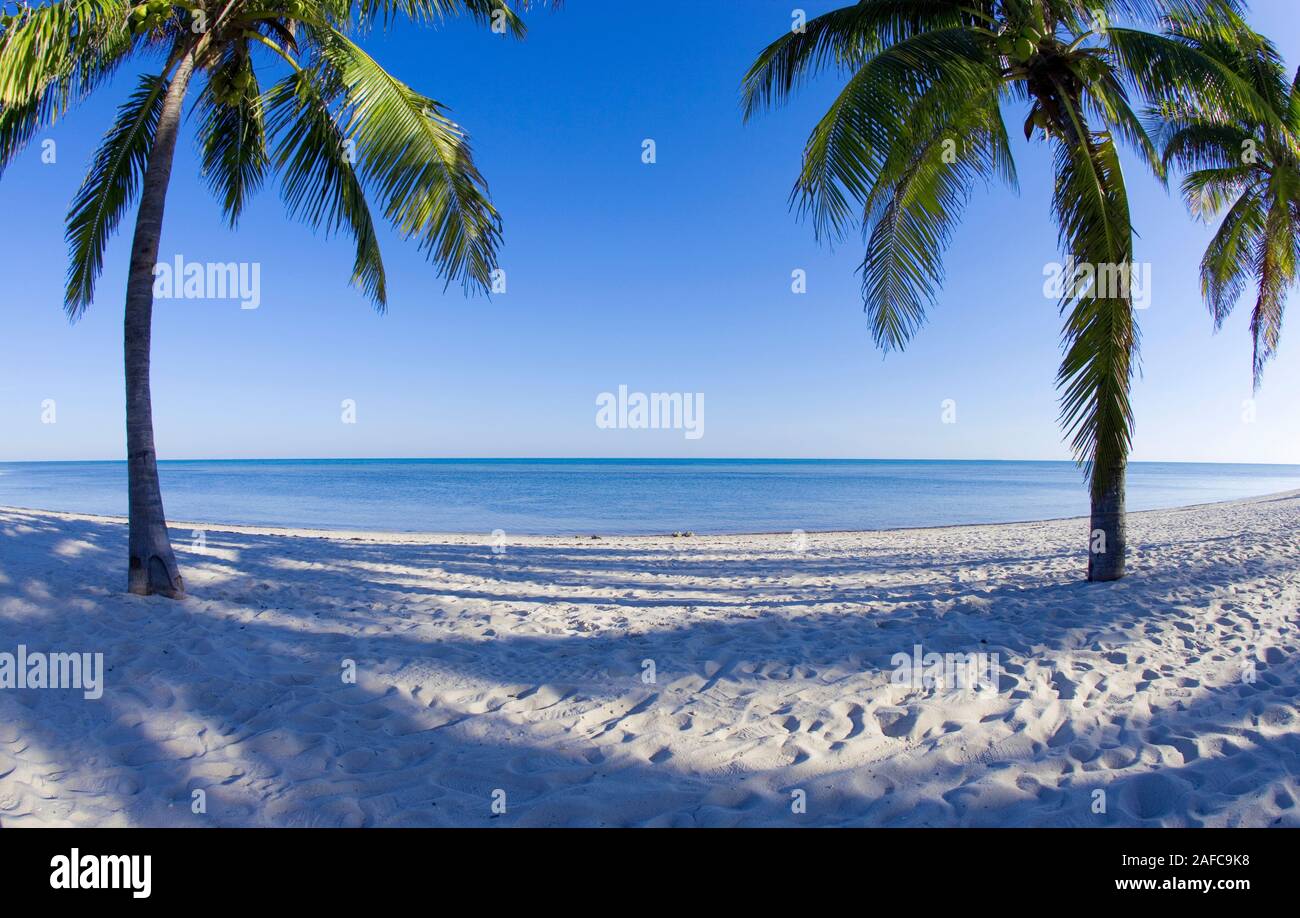 Palm trees on tropical beach in Key West, Florida, USA Stock Photo