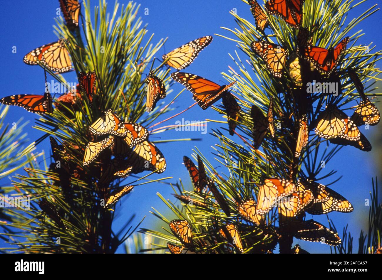 Monarch butterfly during autumn migration Stock Photo