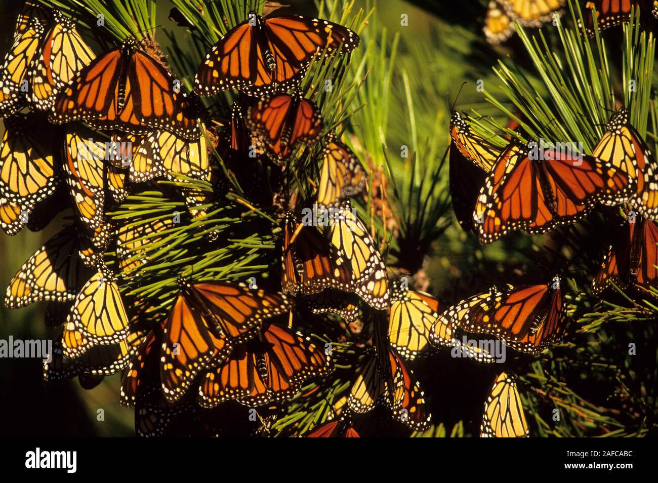 Autumn Monarch