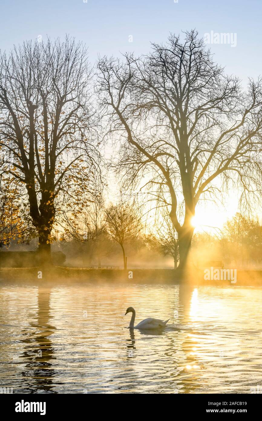 Swan on river at sunrise, dawn, Stratford upon Avon, Warwickshire, England, UK Stock Photo
