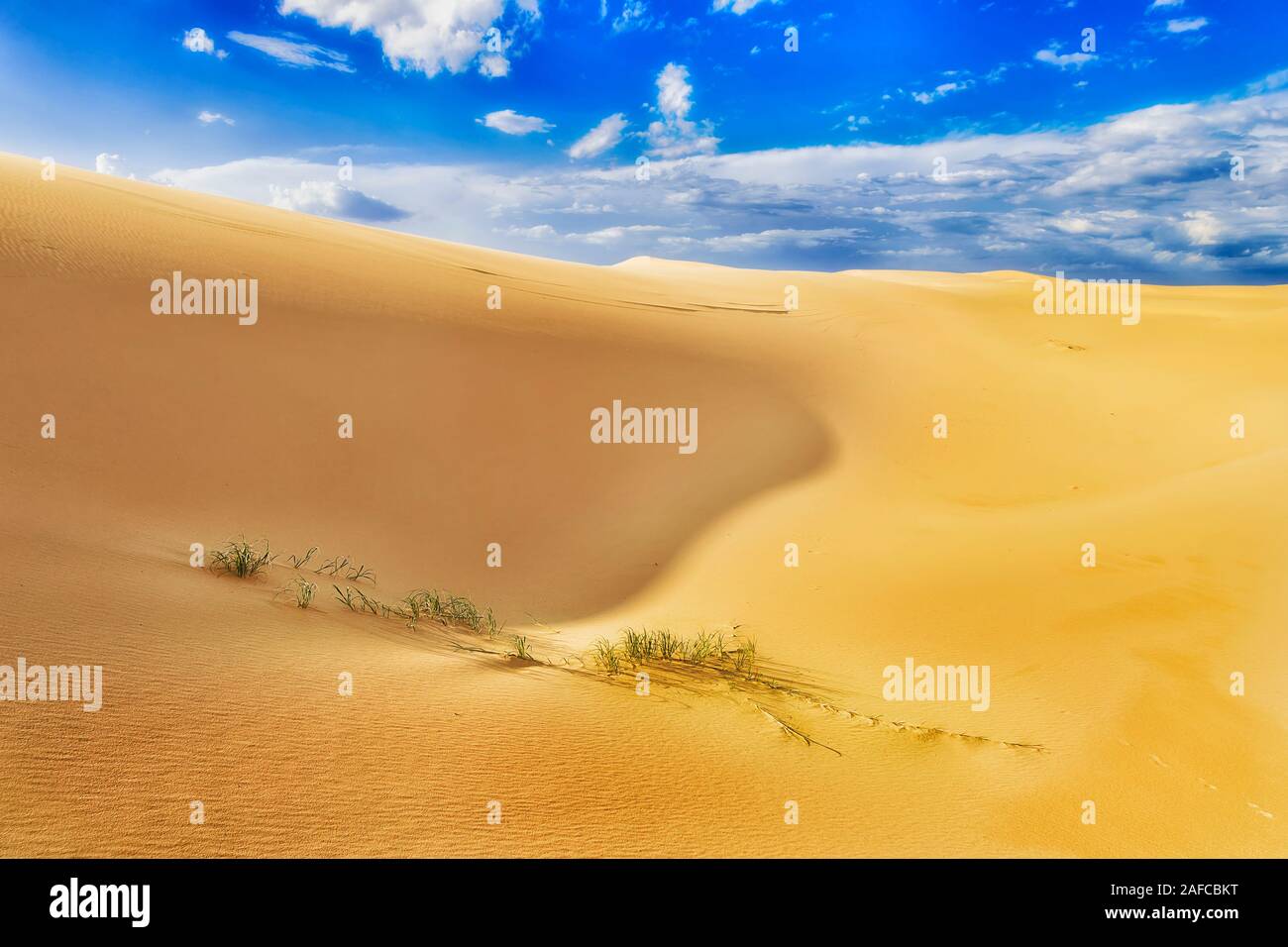 Weak grass growing through layers of dry sand in sand dunes desert on a hot sunny summer day in Australia - Pacific coast of Stockton beach. Stock Photo