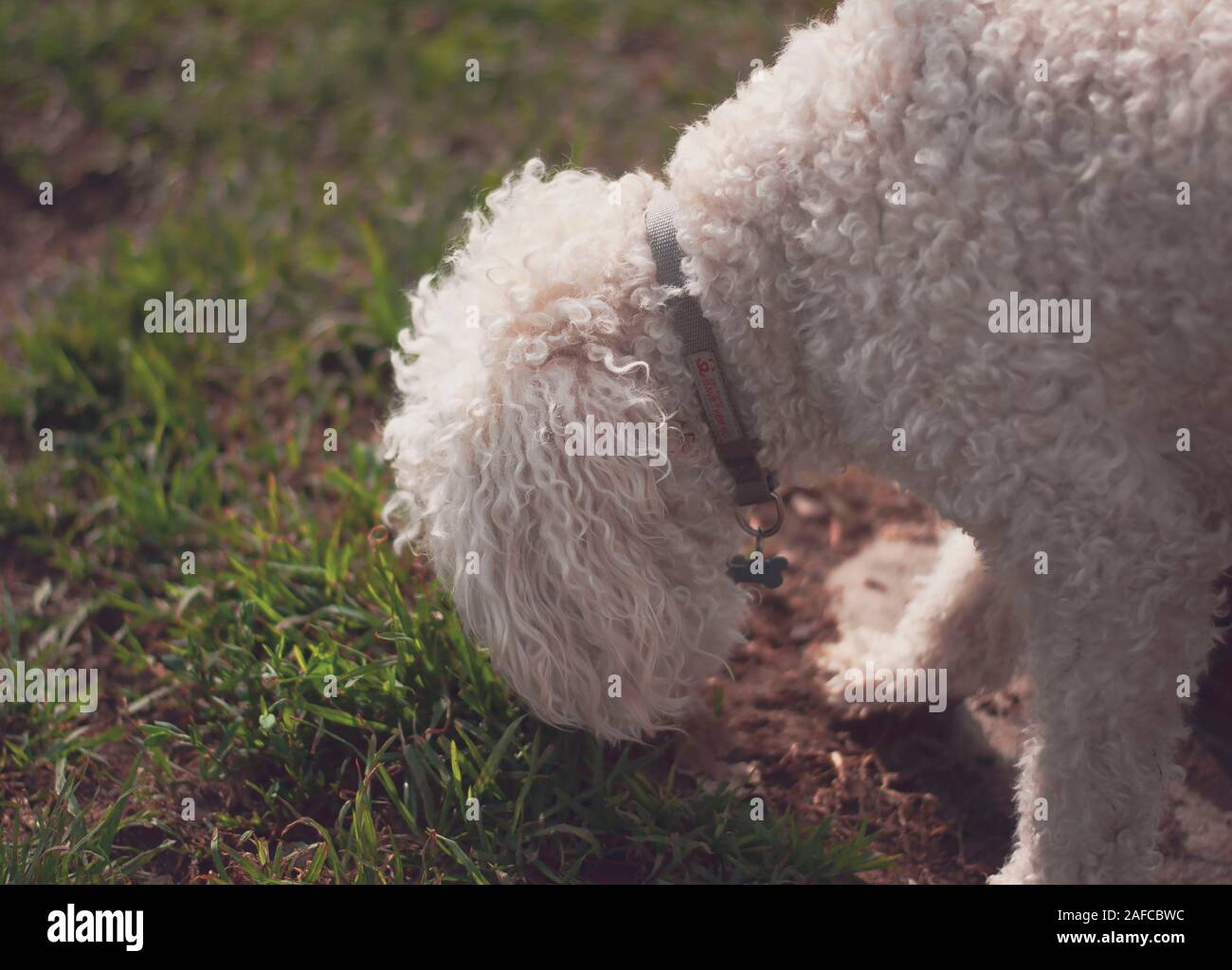 White poodle with a colar sniffing on a grass patch Stock Photo