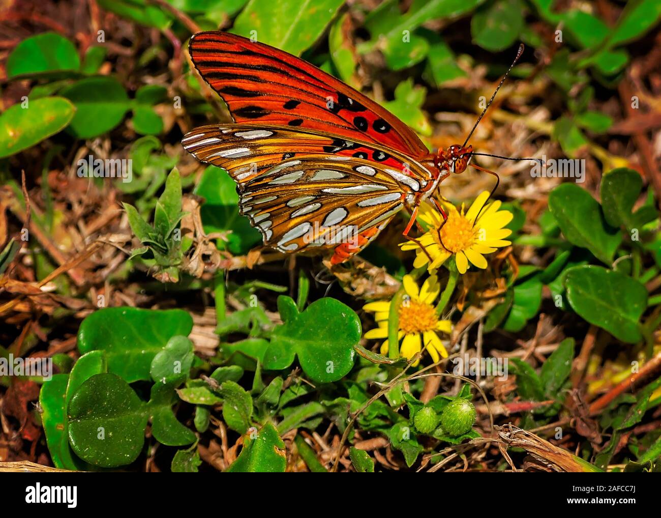 A Gulf fritillary butterfly (Agraulis vanillae) feeds on yellow flowers at St. Joseph Peninsula State Park in Port St. Joe, Florida. Stock Photo