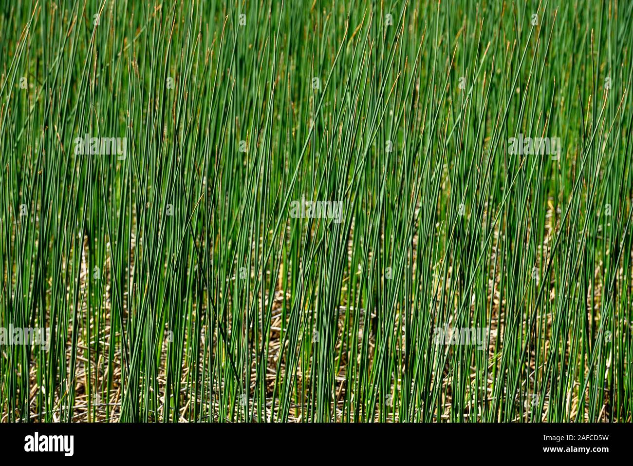 Green Reed Texture spans across horizontal image Stock Photo - Alamy