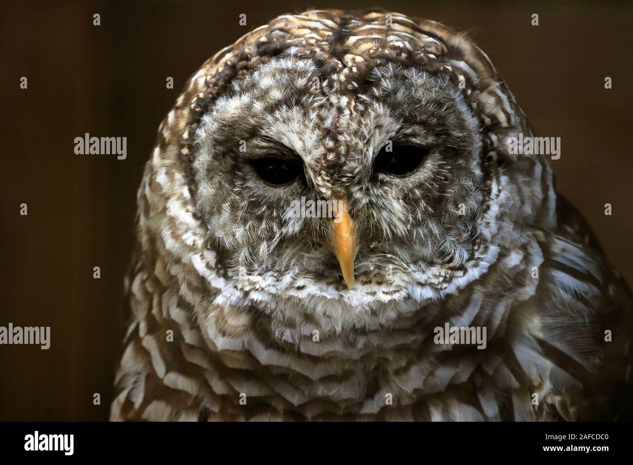 A Northern Barred Owl, Strix varia, in portrait. Popcorn Park Zoo