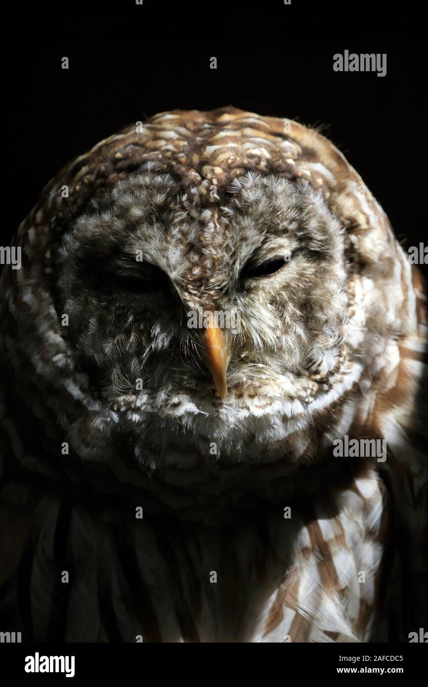A Northern Barred Owl, Strix varia, in portrait. Popcorn Park Zoo