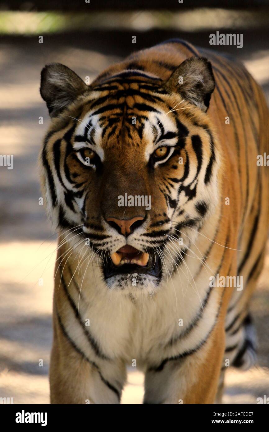 A Tiger, Panthera tigris, staring at the Popcorn Park Zoo, Lacey