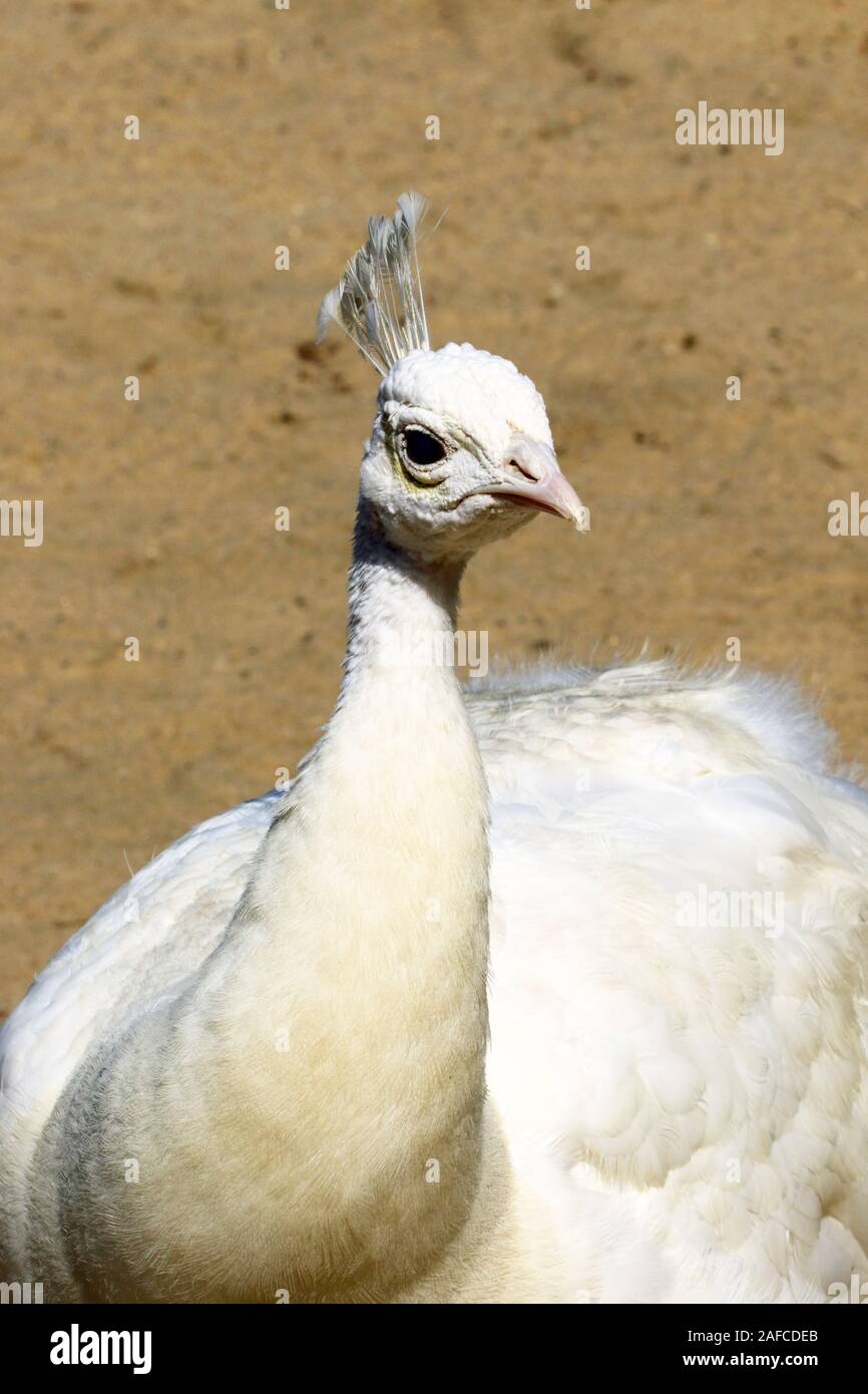 A leucistic Indian Peacock, Pavo cristatus, at the Popcorn Park Zoo in