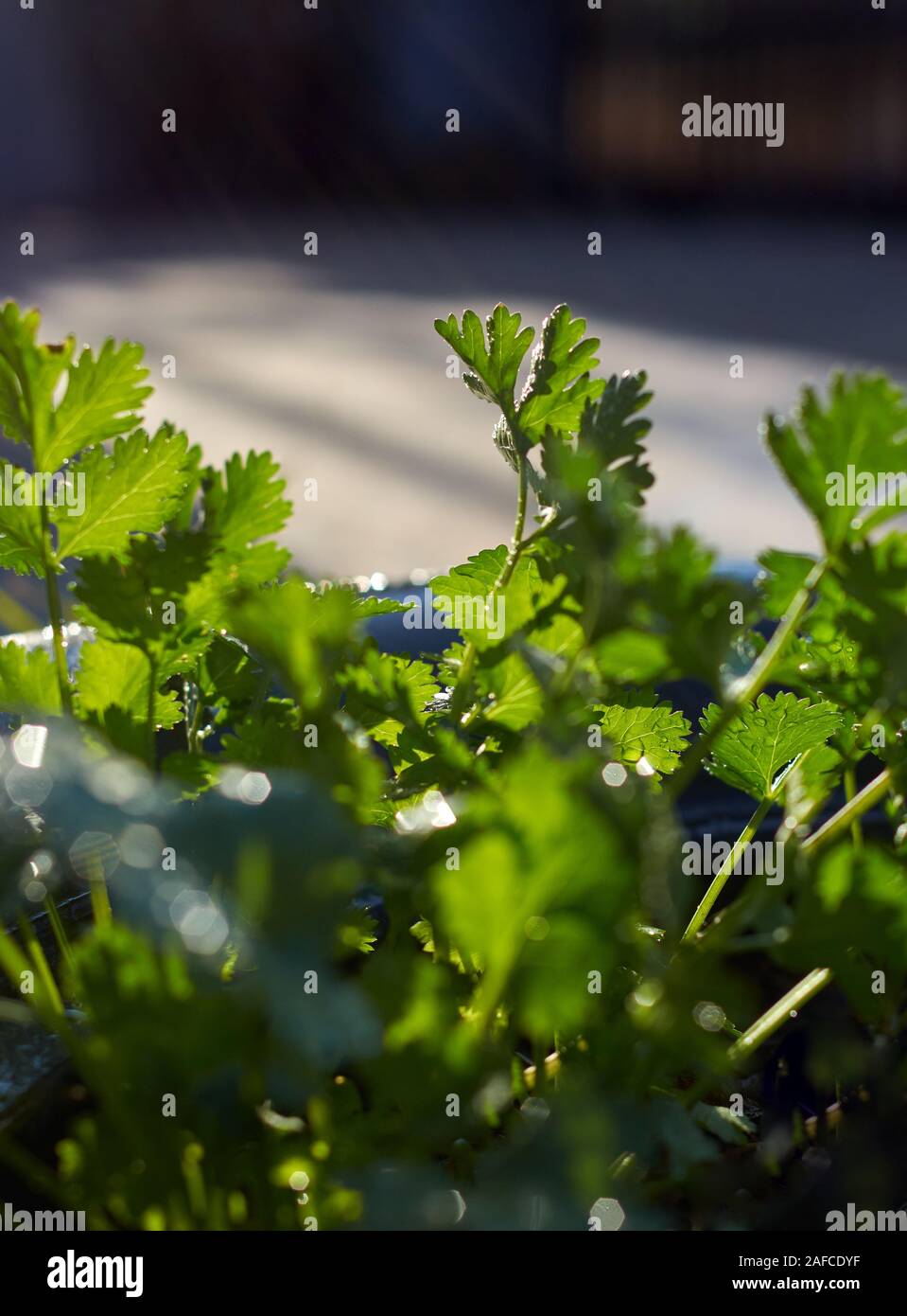Closeup view of the coriander leaves after watering in the home garden