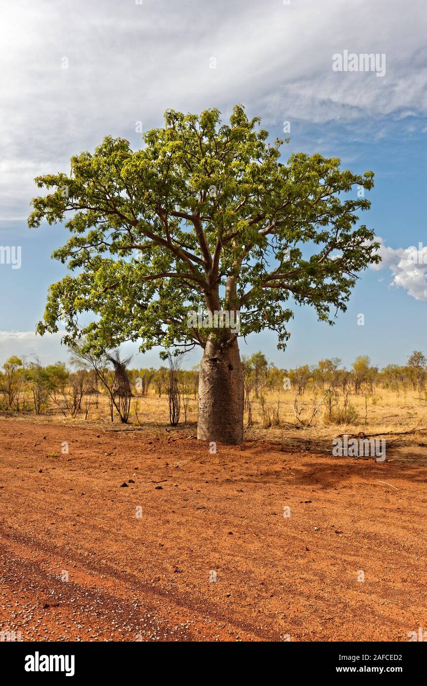 Boab Tree ( Adansonia digitata )  in outback landscape, West Kimberley, Western Australia Stock Photo