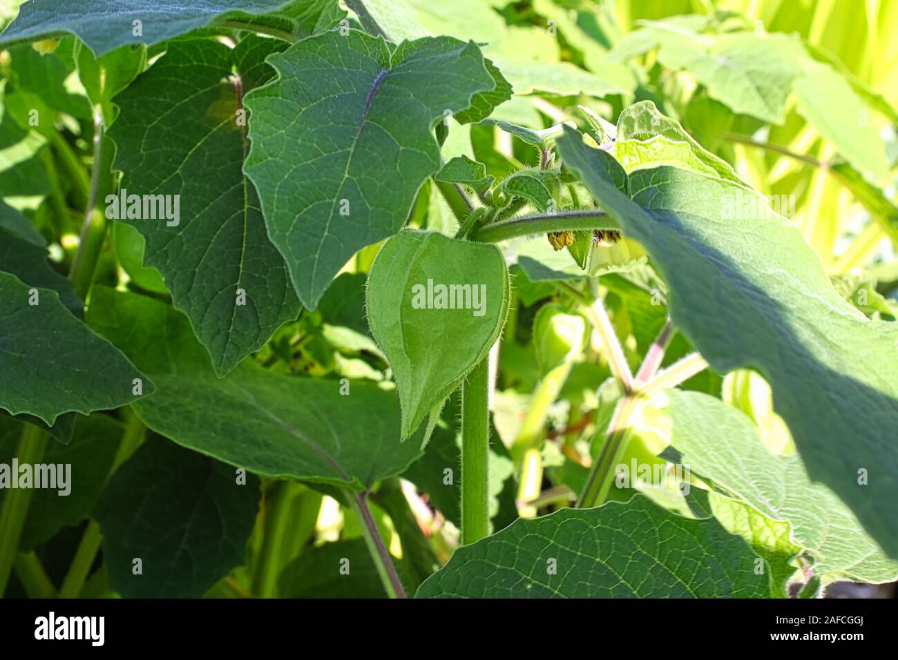 Closeup of a green tomatillo husk growing in the garden Stock Photo